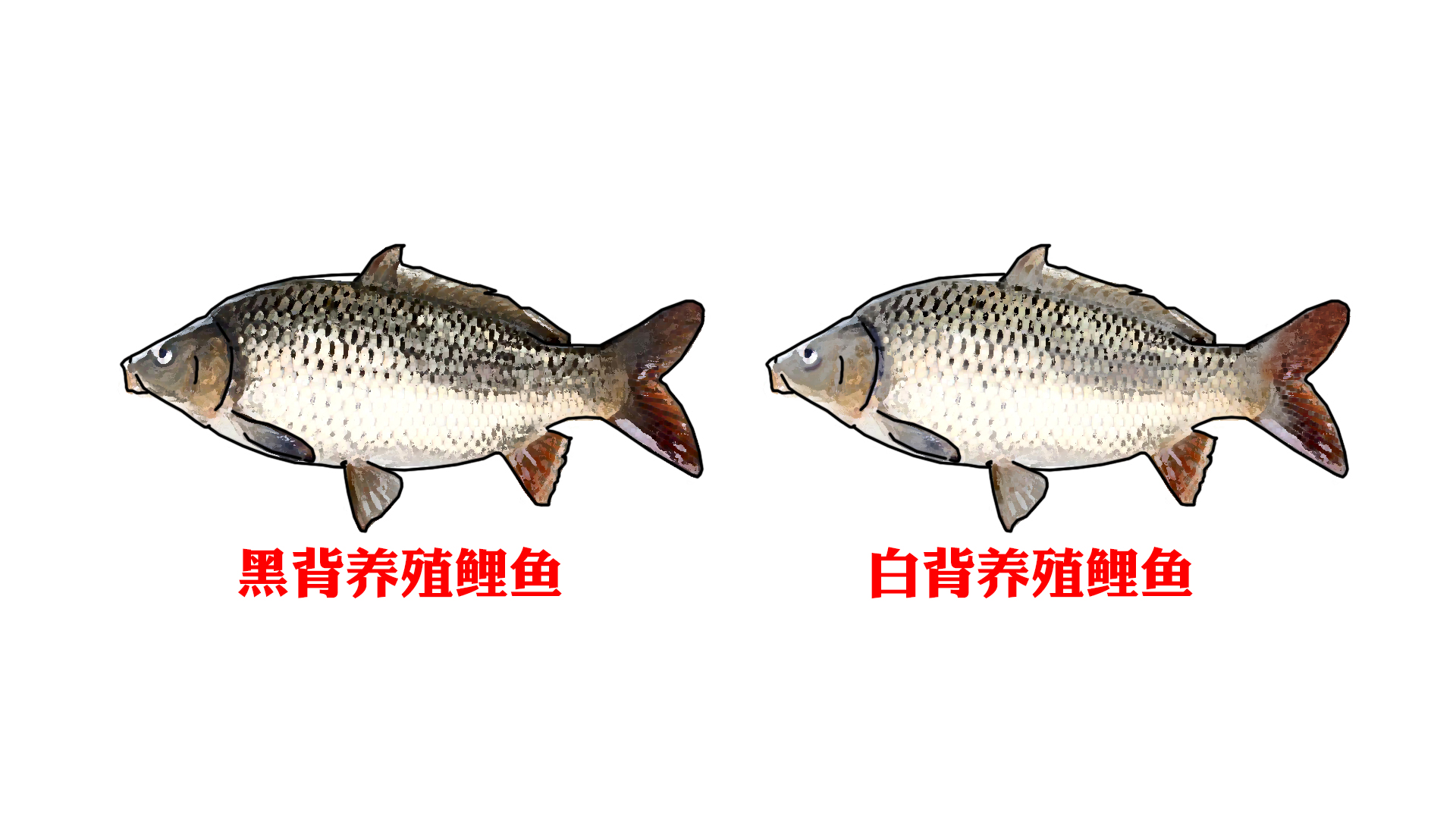 网络曝光坑人的老板,为什么黑坑钓鱼越来越少