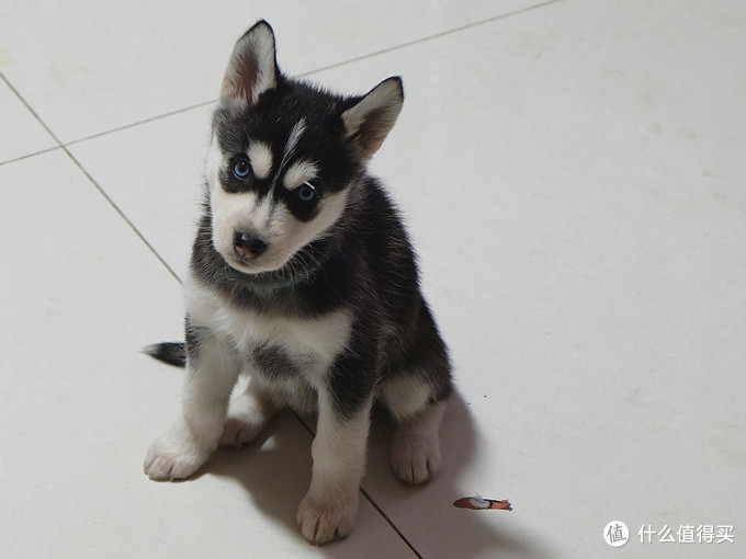 一次创世纪的生活体验—记哈士奇当妈妈