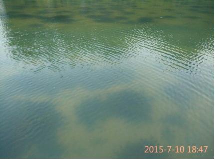 伊乐藻用袋子简单种植,种植伊乐藻的工具