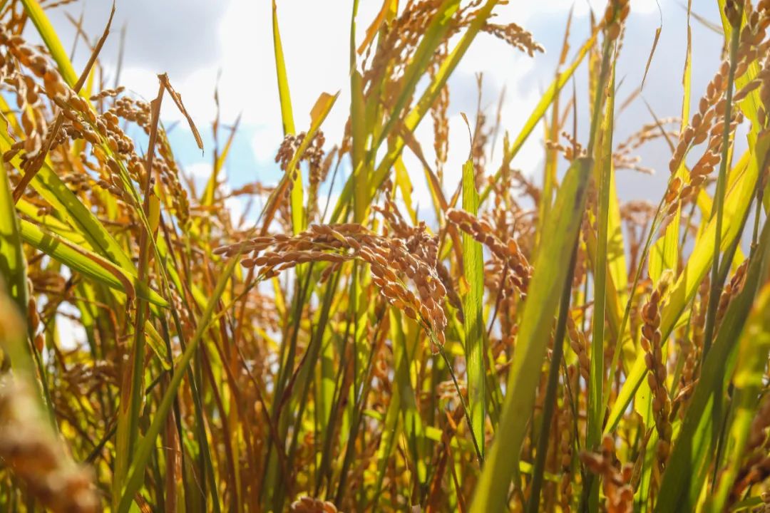 禾泱泱辅食,禾泱泱婴儿辅食老爸评测