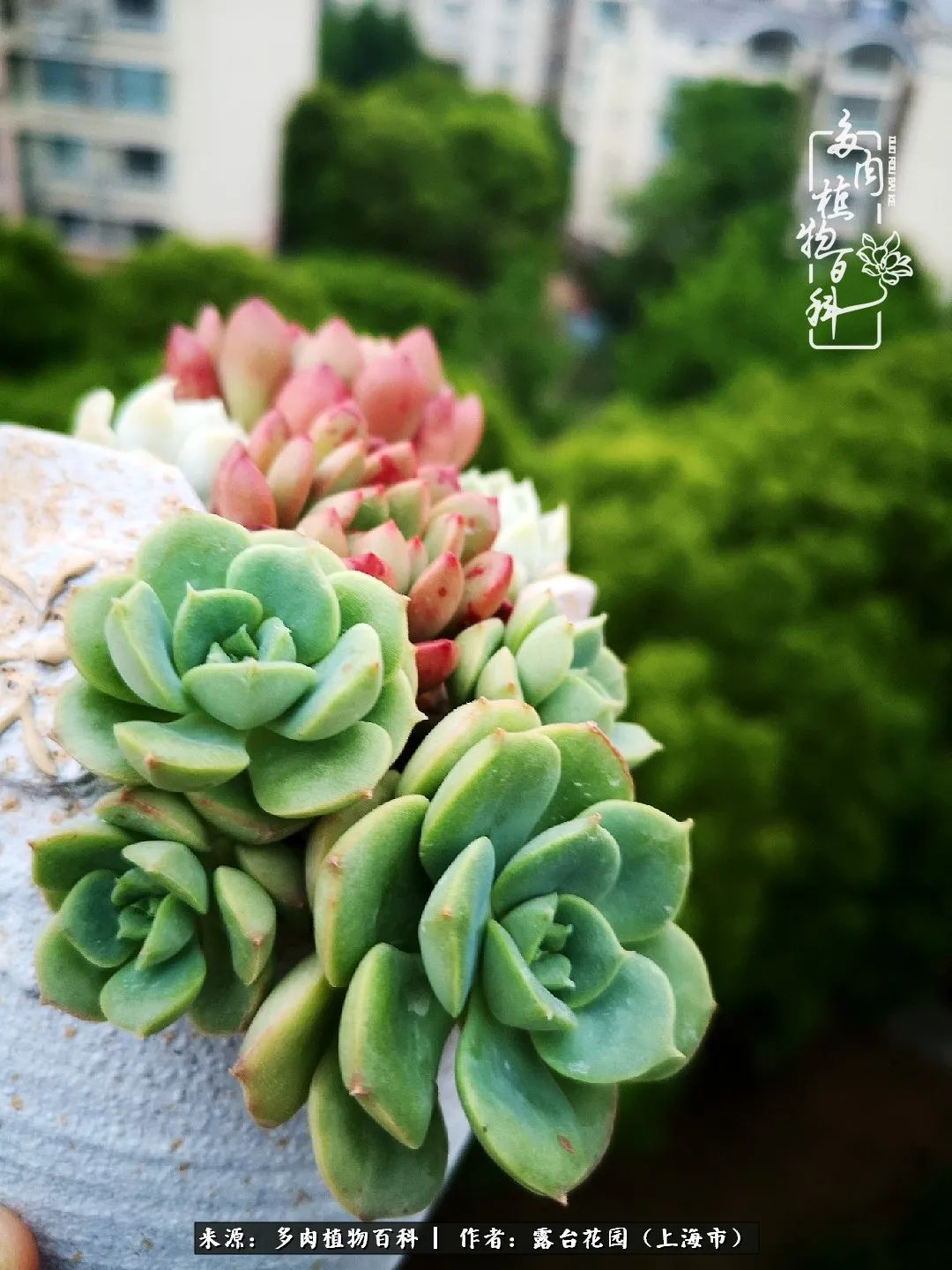 这6种多肉又粉又可爱萌翻少女心,粉粉萌萌的多肉有哪些