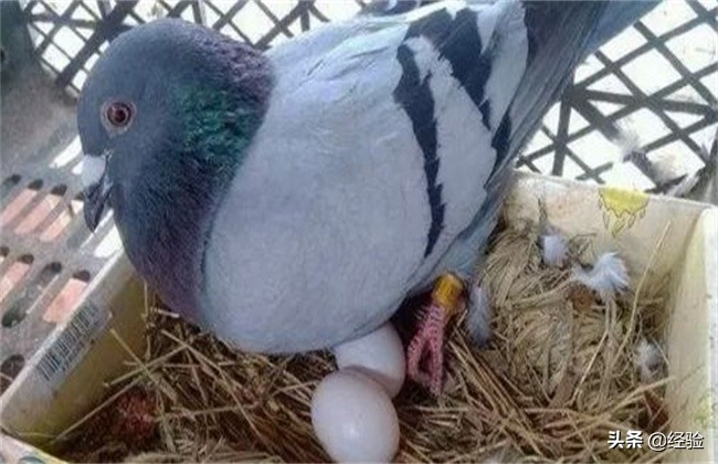 鸽子养殖的误区,鸽子养殖厂家联系电话