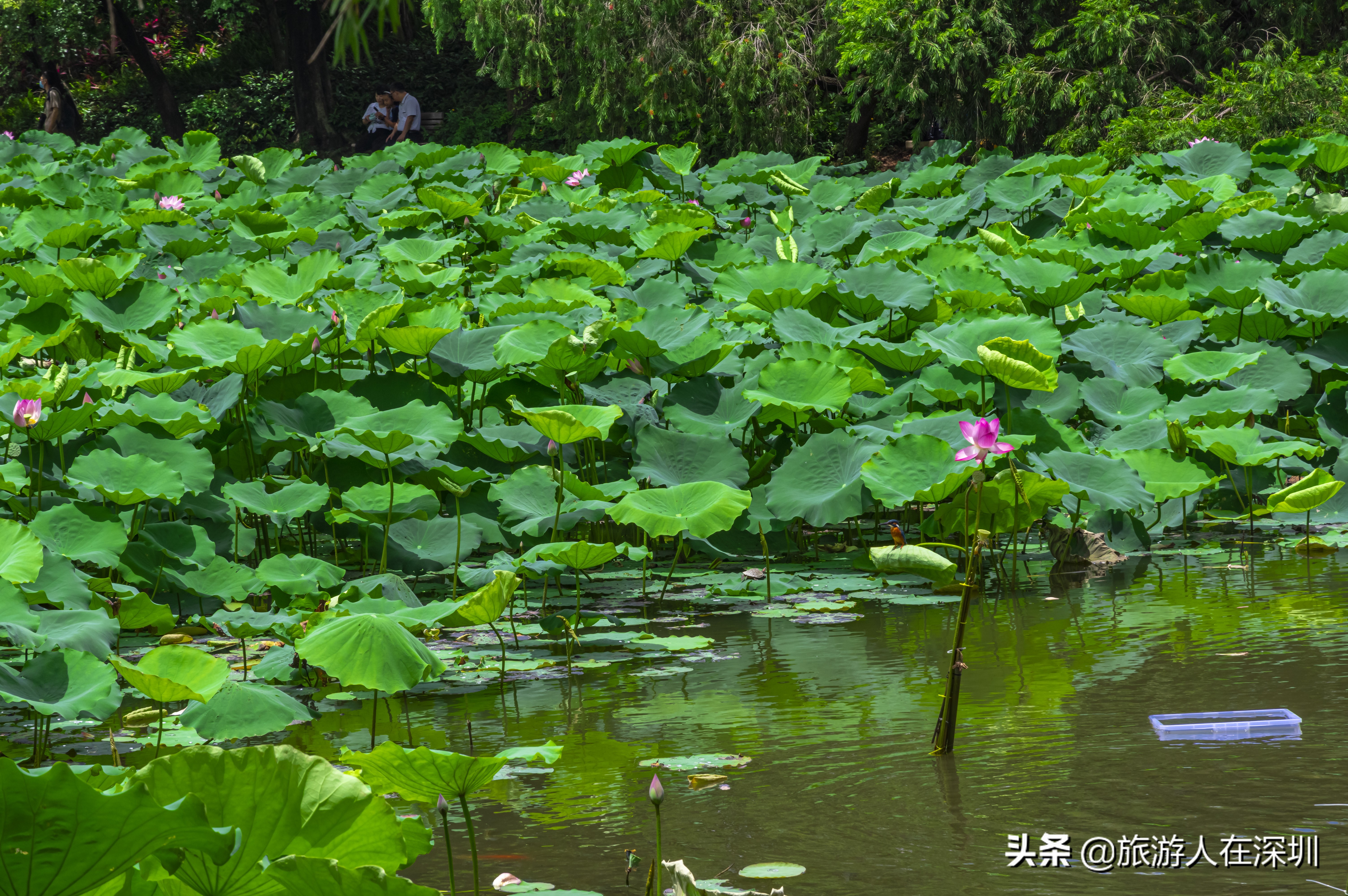 实拍深圳洪湖公园,深圳洪湖公园游玩攻略图