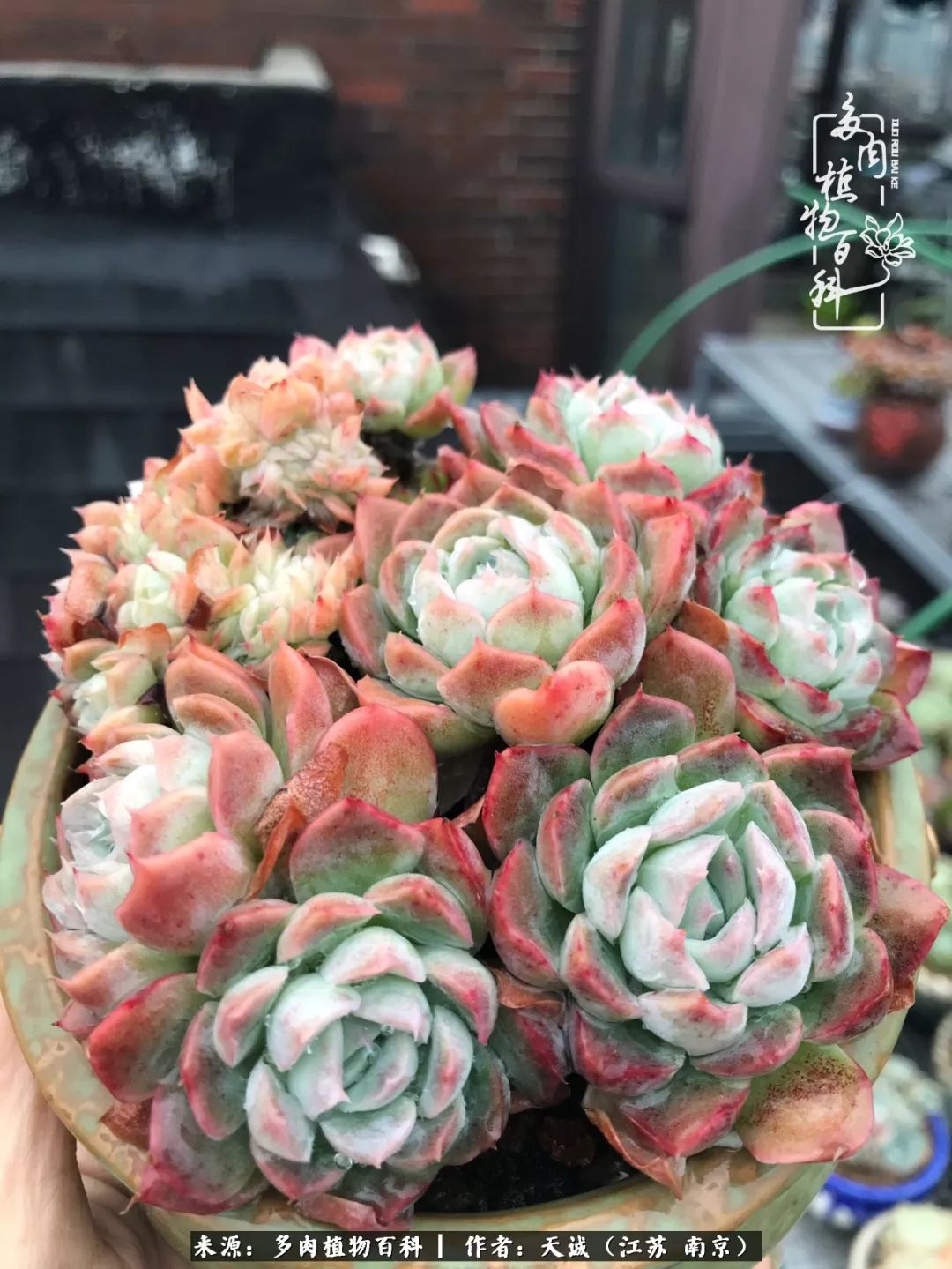 鍙拱瀵圭殑涓嶄拱璐电殑灏忔牱,鍙拱瀵圭殑涓嶄拱璐电殑鍥剧墖灞曠ず