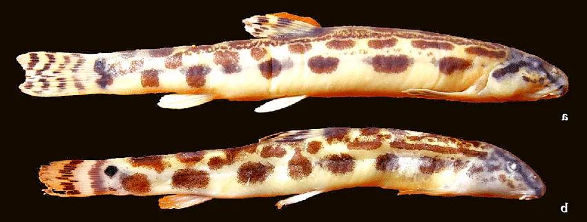 野生泥鳅品种图片大全大图,最大的泥鳅图片大全