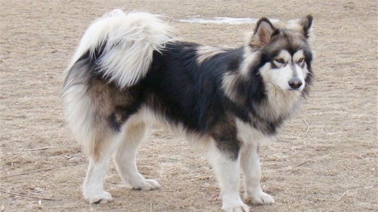 狗狗身上长小肉疙瘩是什么,狗狗长狗癣正常吗