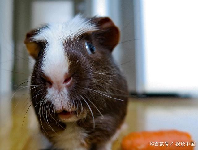 怎么挑选一只荷兰猪,如何挑选一只好的荷兰猪