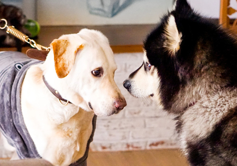 辟谣羊奶比鲜牛奶好,羊奶粉谣言