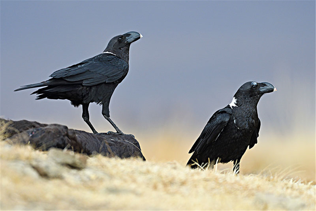 乌鸦死后，为什么周围会聚集一群活着的乌鸦？难道乌鸦也办葬礼？