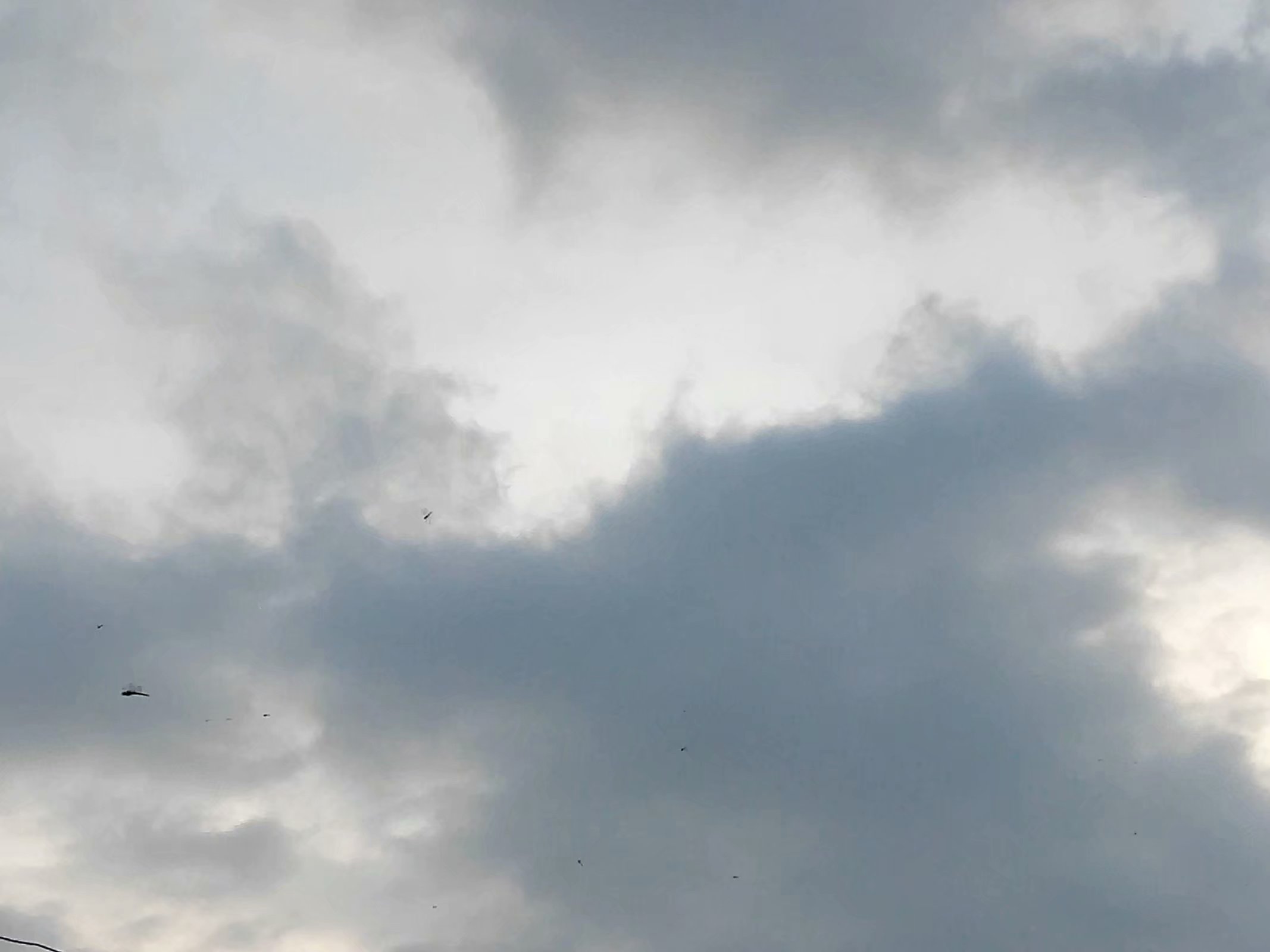 蜻蜓为什么越来越少了,为什么小时候很多蜻蜓现在没有了