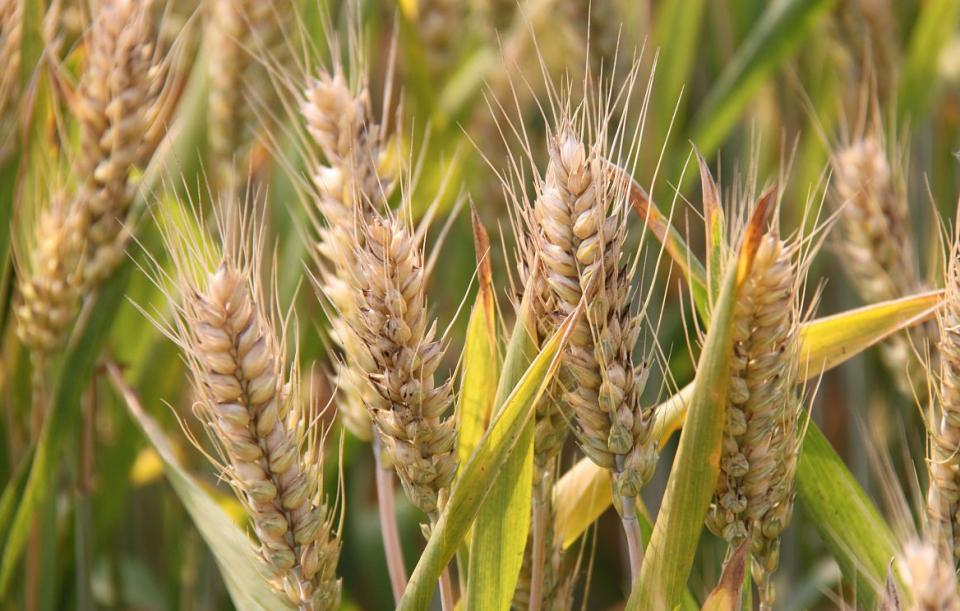 面粉怎么选，是不是越“精白”越好呢？面粉还有这么大的用处呢！