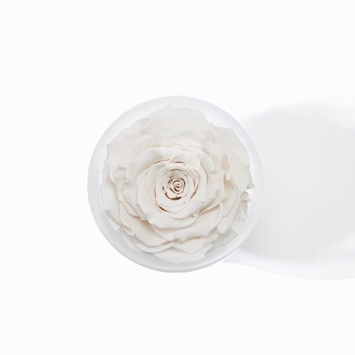 roseonly星座守护,roseonly星座系列