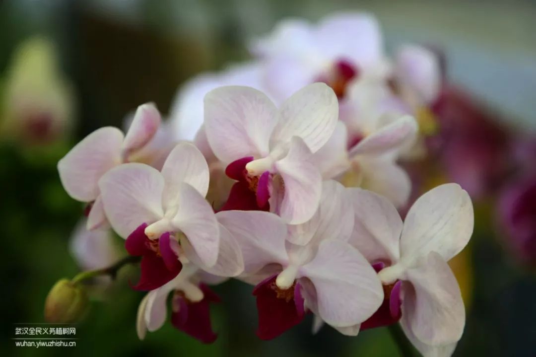 园艺沙龙|前方高能！一大波人相约逛花市，究竟淘了些啥？