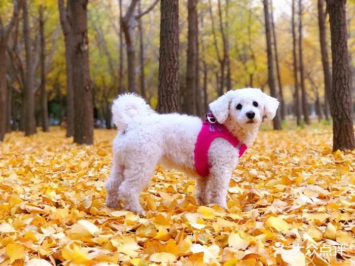 北京可以带宠物好玩的地方,北京宠物公园