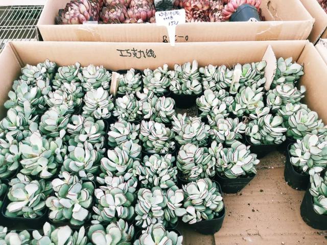 西安三桥附近哪里有花卉市场,西安北二环大明宫花卉市场地址