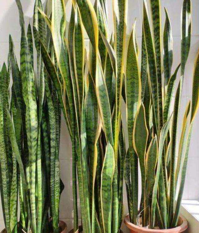 虎皮兰长出的新芽枯萎,虎皮兰叶片出现白色斑点