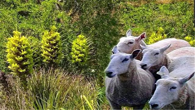 神奇植物“食羊树”，能够自己抓羊吃，村民一发现就要立马烧毁