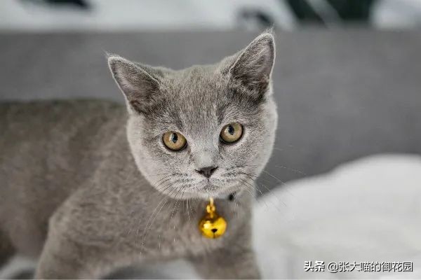 辟谣猫有弓形虫,猫咪会不会来月经