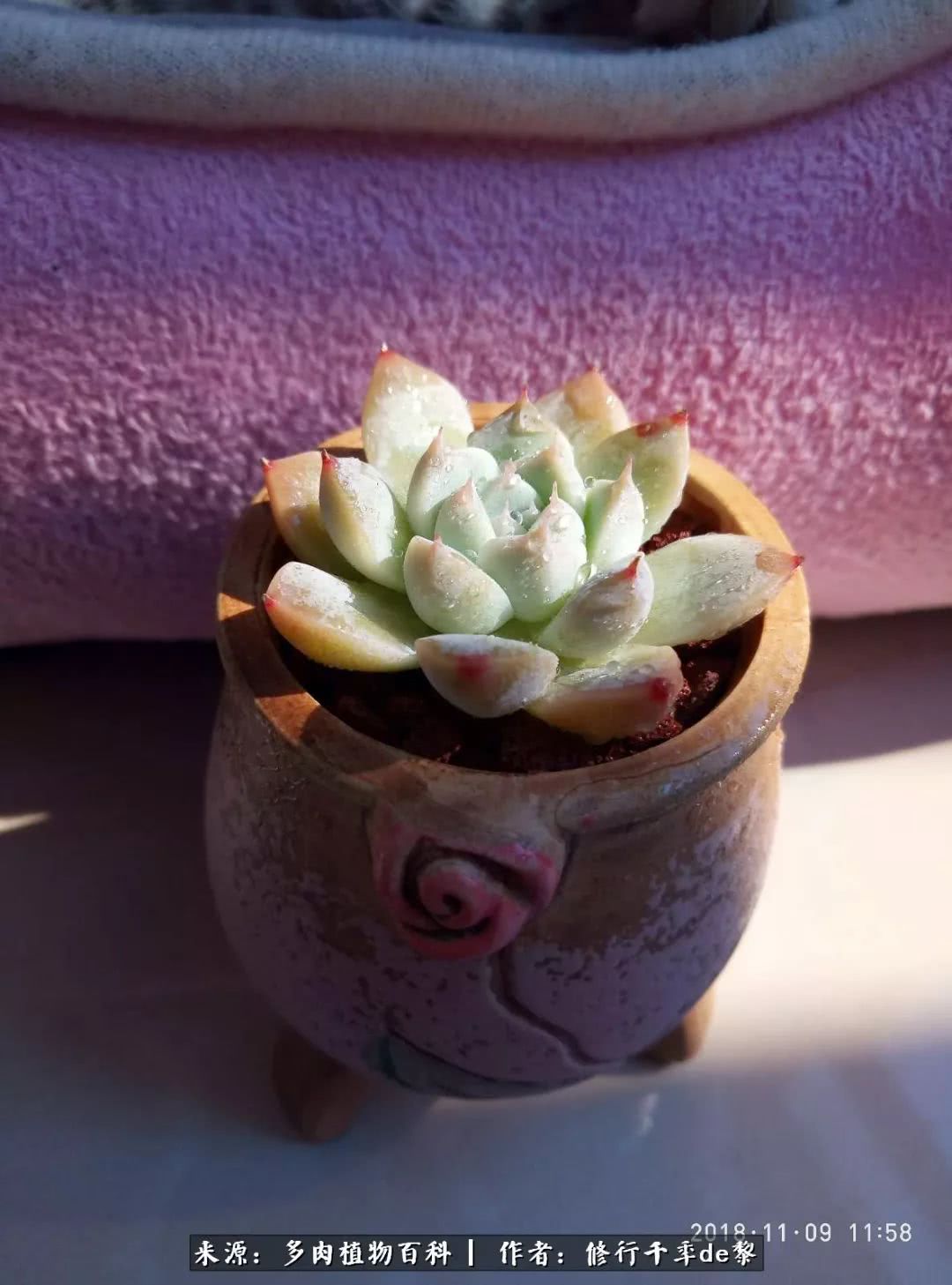 鱼和熊掌不可兼得自由和爱情,鱼和熊掌不可兼得胖和丑如影随形