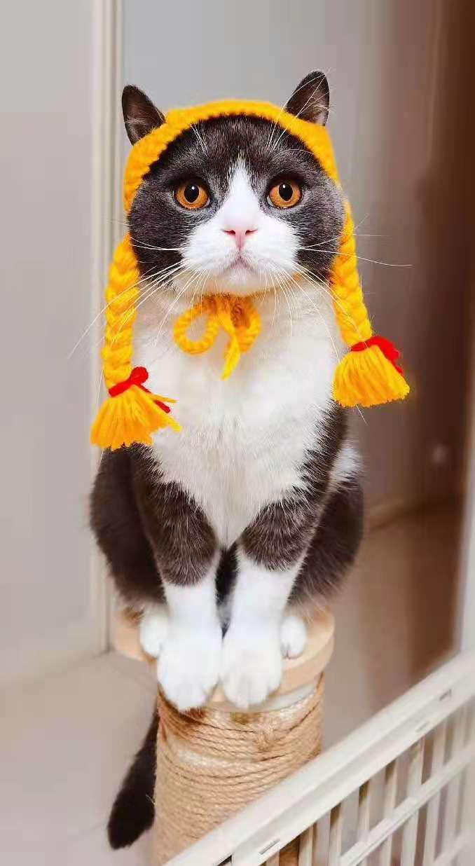 幼猫粮口碑最好的十大猫粮测评,猫粮幼猫粮推荐