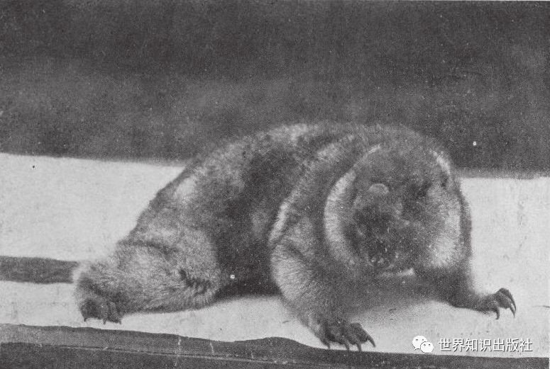 伍连德鼠疫大爆发,伍连德用了什么方法控制鼠疫