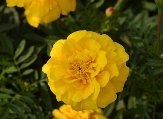 牡丹花烂根怎么补救,牡丹花烂根怎么解决