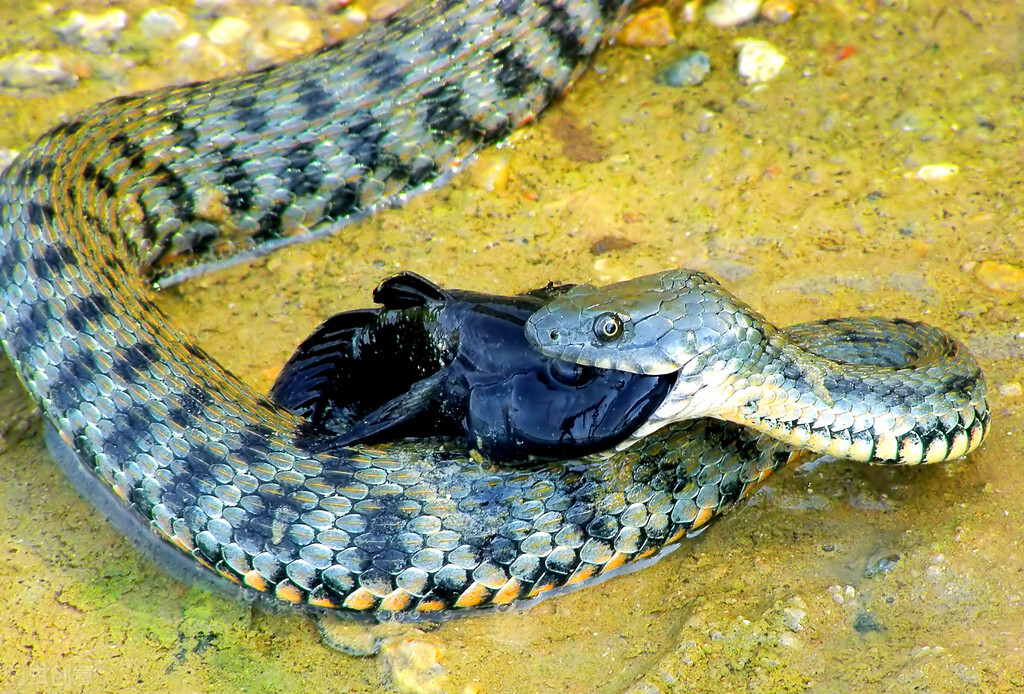 野外碰到蟒蛇打死犯法吗,抓到蛇拿回家吃违法吗