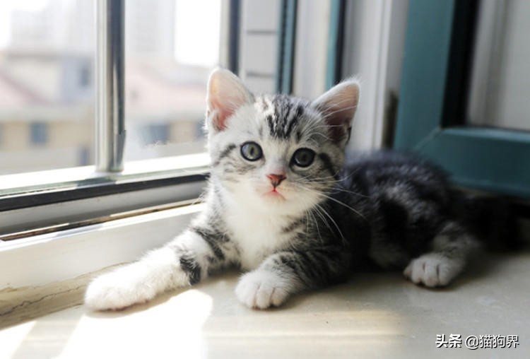 铲屎官必读猫癣的家庭诊断与治疗,猫咪得猫癣需要补充什么