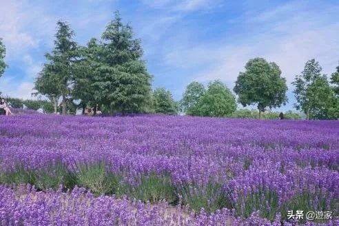 又到了薰衣草盛开的季节,上海市薰衣草花海