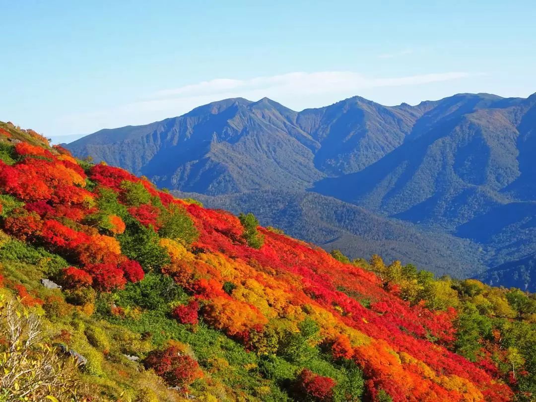 停车坐爱枫林晚，感受火红的秋