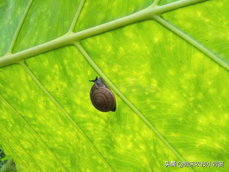 种植蔬菜蜗牛很多怎么办,蔬菜上的蜗牛用什么方法治
