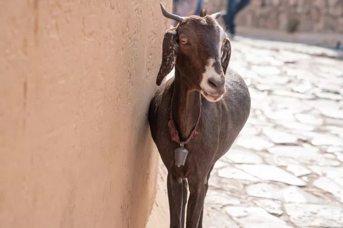 印度这座老城，房子都是粉色，去亚洲最豪华电影院只要几十元