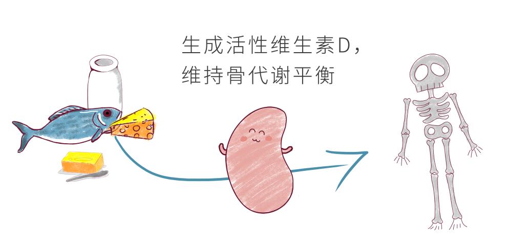 儿童怎么保护肾脏功能,儿童肾病怎么保护肾