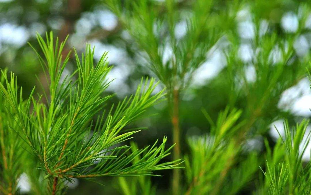 常用的五种基础精油,五种肤质适合的产品