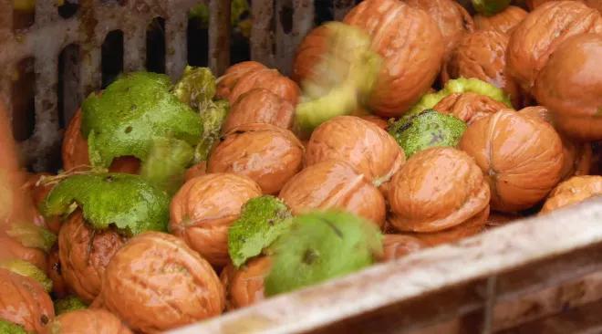 邯郸白露,涉县白露打核桃视频