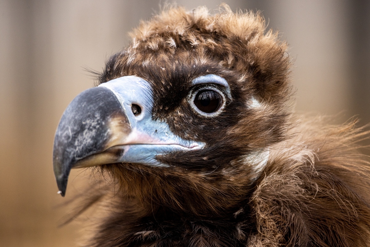 浣宠兘rf400mmf2.8璇勬祴,浣宠兘rf-s24-105mm娴嬭瘎