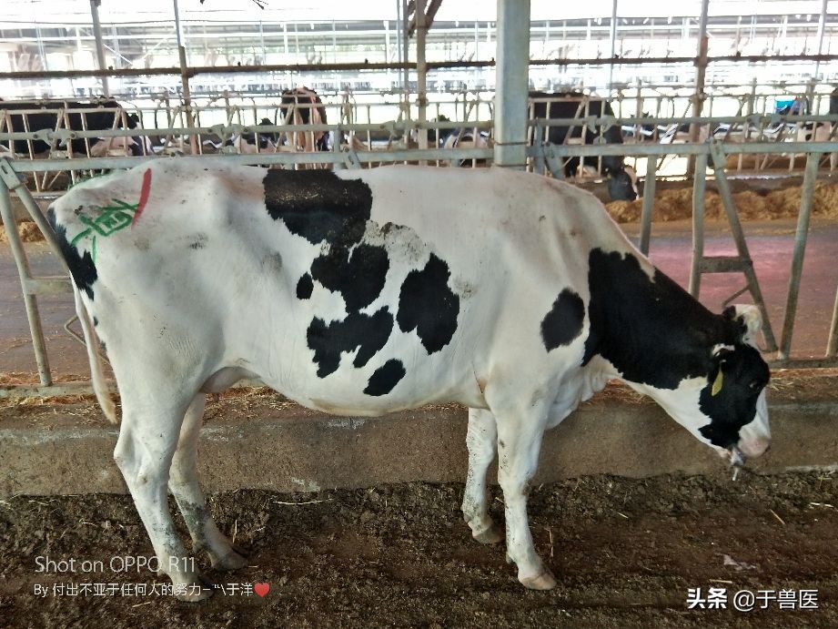 奶牛乳房炎诊断,奶牛乳房炎发病原因及防治方法