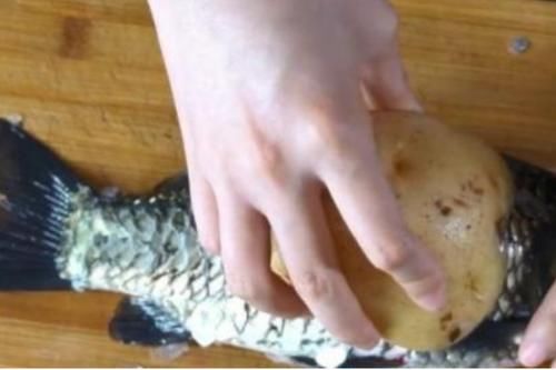 刮鱼鳞会把鱼皮刮掉是怎么回事,刮鱼鳞鱼会疼吗