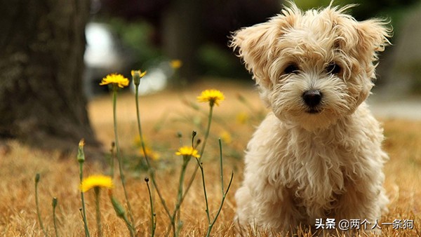 狗狗身上总是会有莫名其妙的寄生虫，定期驱虫你做了，但做对了吗