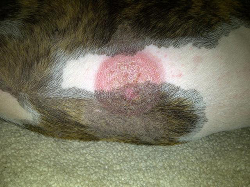 英牛掉毛严重用什么药,英牛皮肤病掉毛