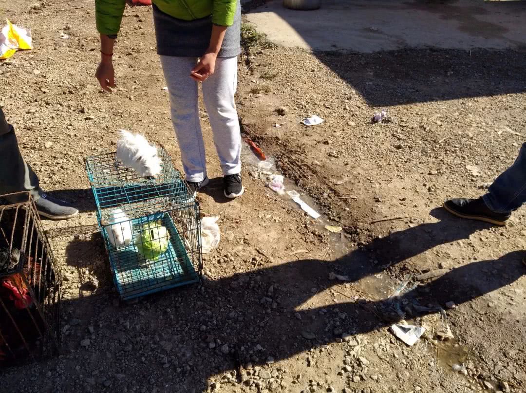 花鸟市场买天竺鼠,小沙鼠在宠物市场多少钱一只