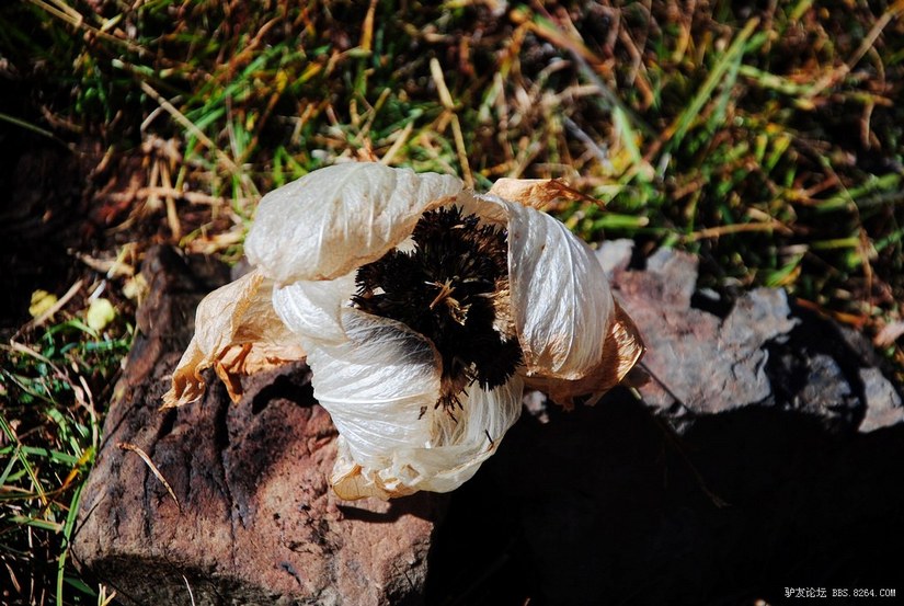 狼c调简谱教唱,狼c