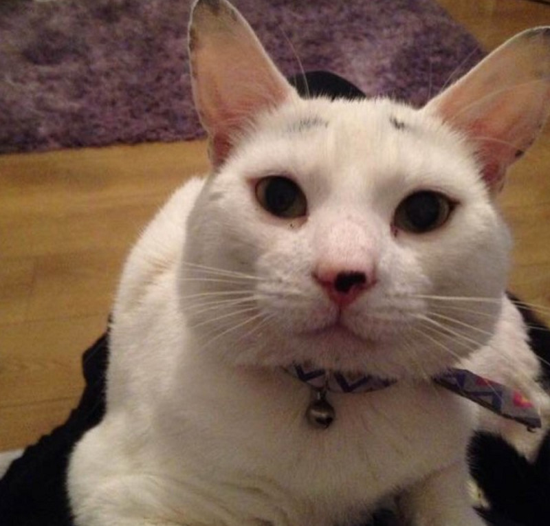 猫咪自带忧郁眼神图片,猫咪自带惆怅脸