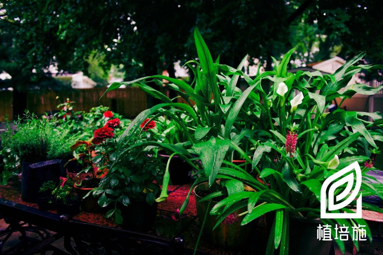 「植培施」马蹄莲Zantedeschiaaethiopica球根花卉栽培手册