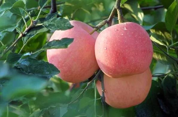 高山脆甜富士,美味富士品种介绍