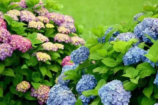 身边常见花卉识别,身边常见的树有哪些