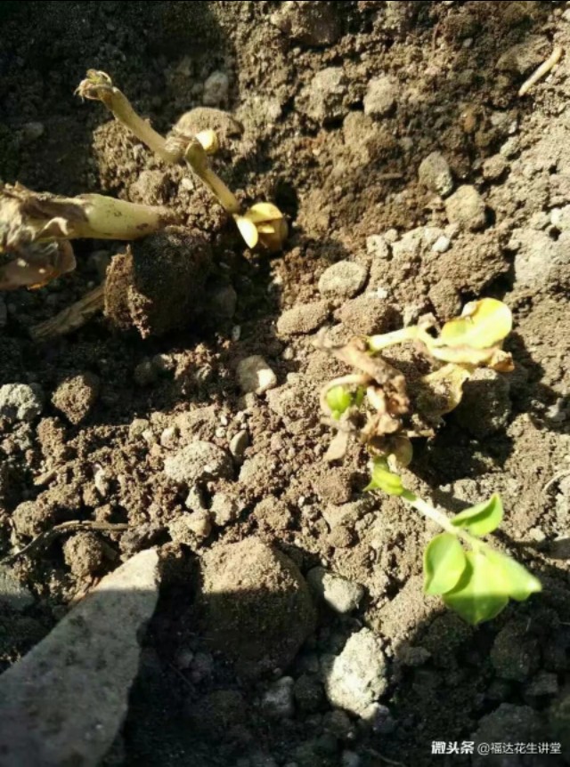 花生出苗不久死苗喷药几天有效,花生播种时间怎样防止烂棵