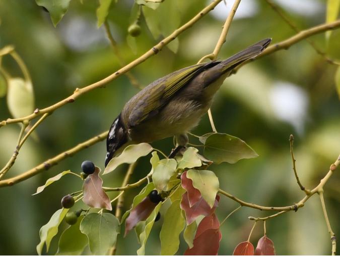 广州晓港公园拍到黑枕黄鹂,广州晓港公园简介
