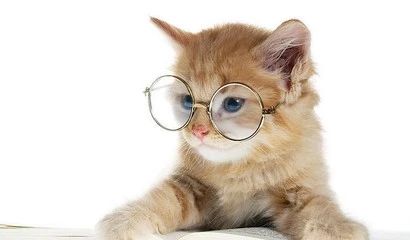 猫吃哪款益生菌比较好,猫用益生菌和人用的益生菌