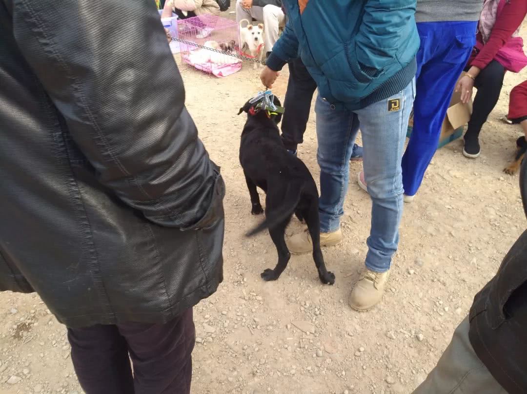 出售拉布拉多幼犬50元一只,黑色拉布拉多幼犬200元出售同城